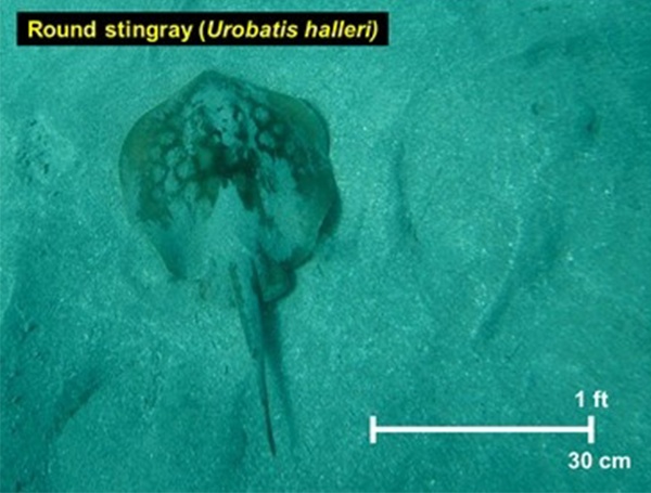 Round Stingray at the seafloor