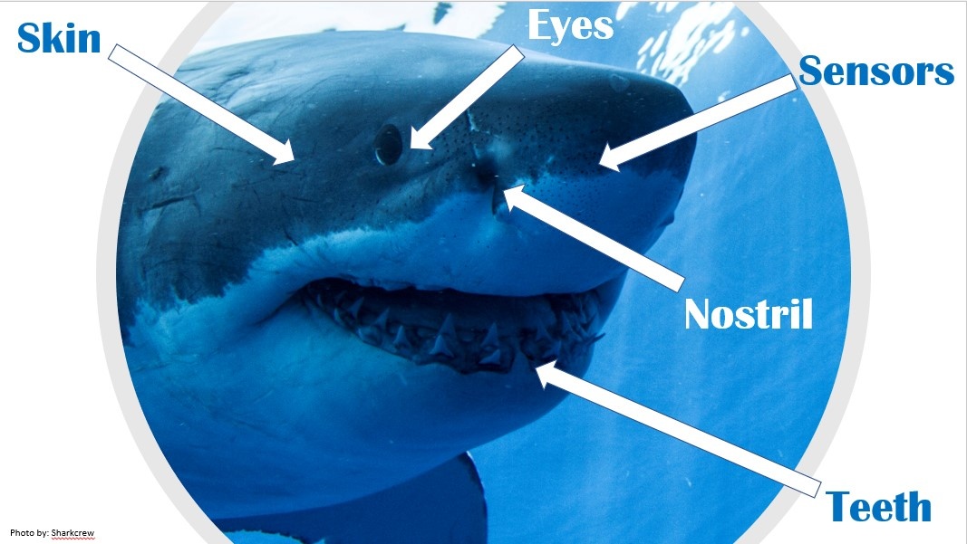 facial anatomy of a shark