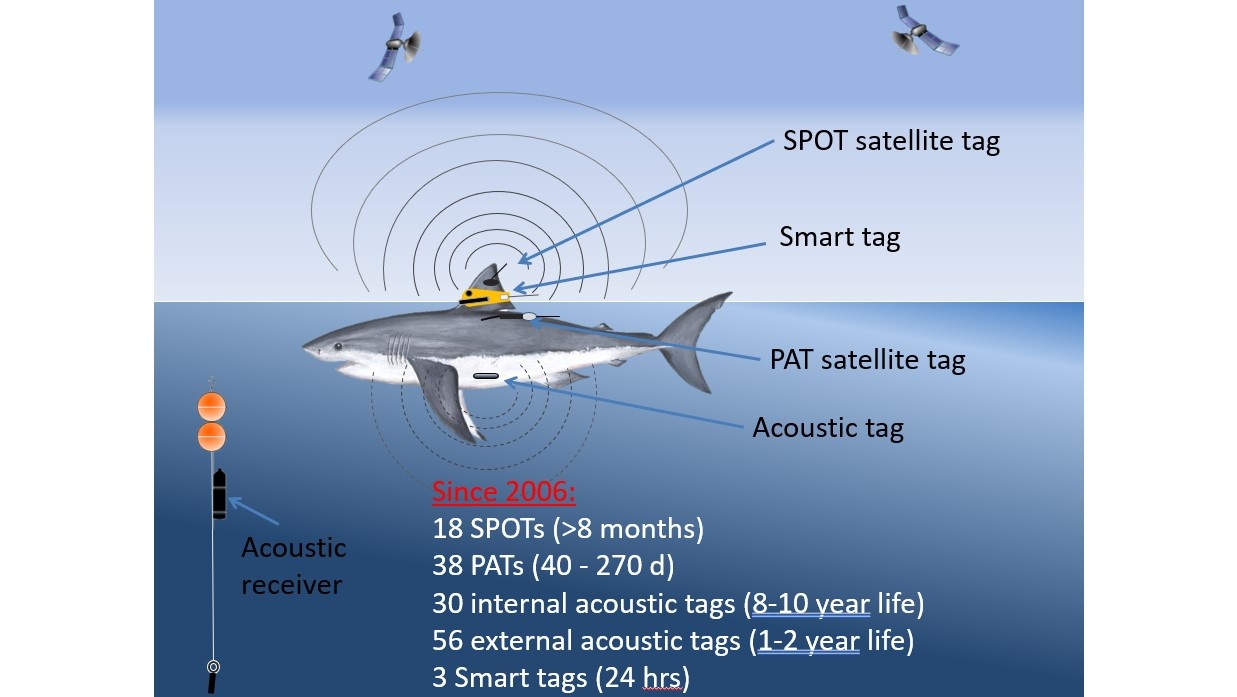 shark equipped with tags fitted with monitoring technology