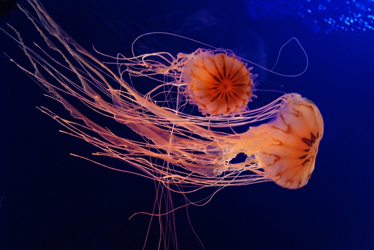 two sea jellies swimming underwater
