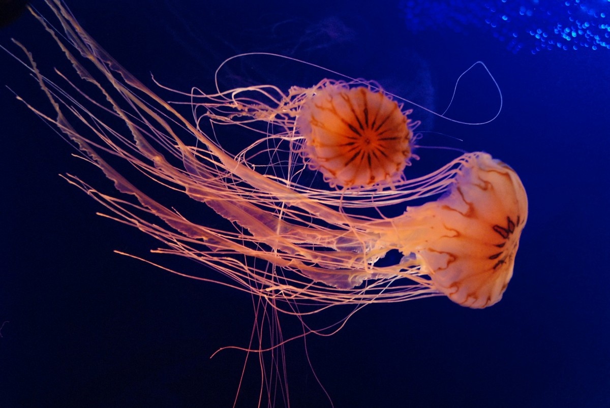 seajelly.jpg two sea jellies swimming underwater