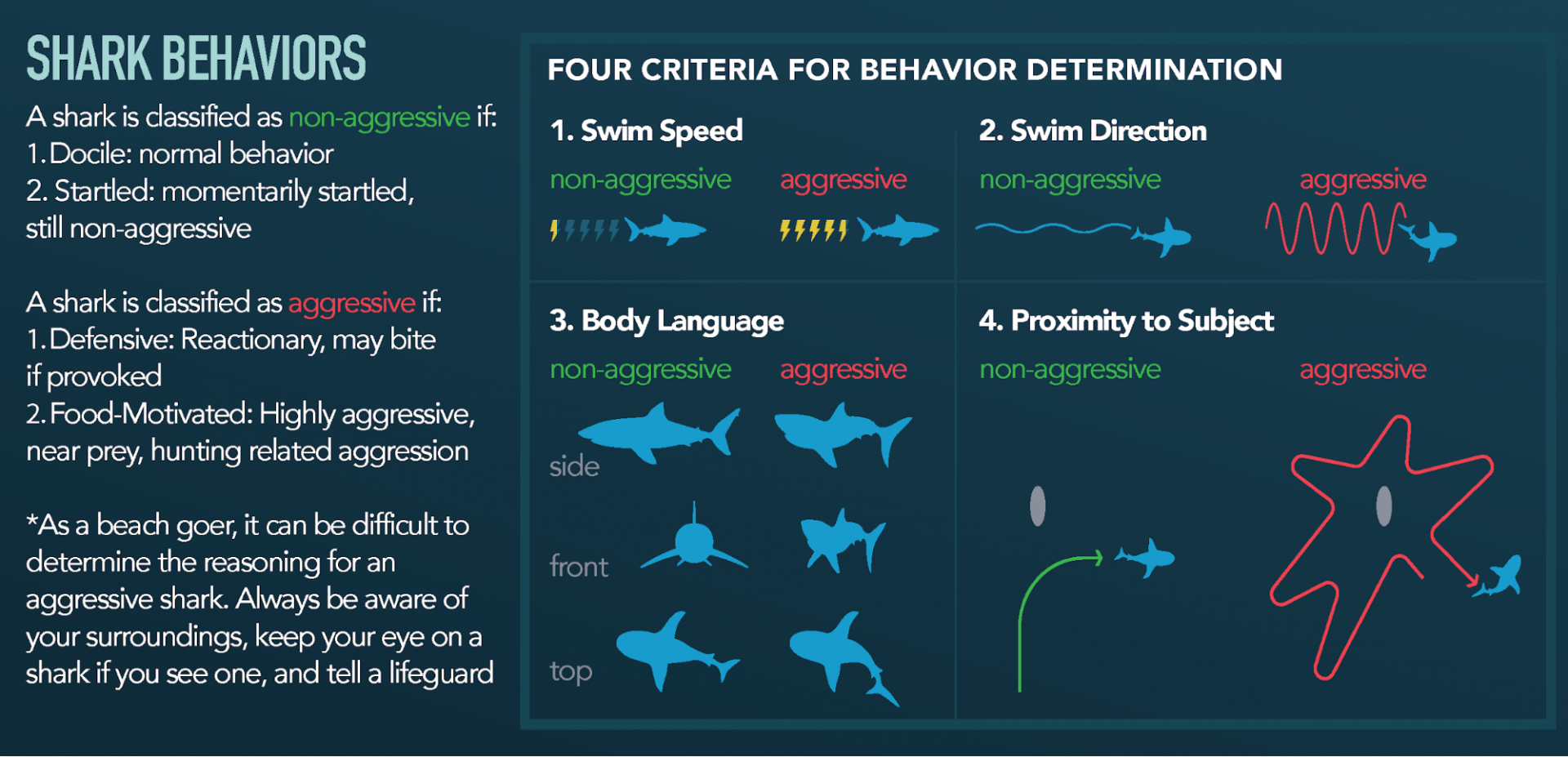 behaviors of an aggressive shark