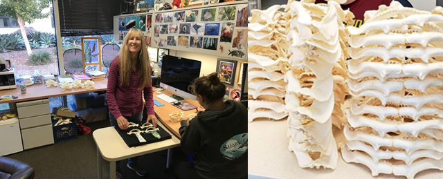 Gwen Goodmanlowe measuring and identifying shark jaws