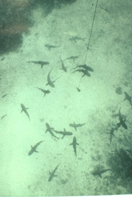 Gray reef sharks