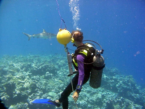 Chris Lowe with a tagged gray reef shark
