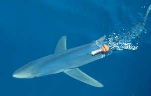 Image: shark-lab-history-blue-shark-transmitter.jpg