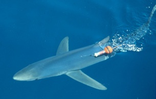 blue shark