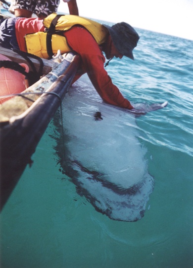 Image: shark-lab-history-frigate-shoals.jpg