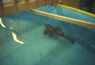 Shark Lab at CSULB in 1970