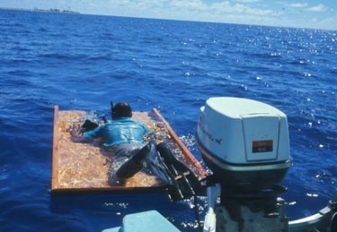 Shark Observation Board