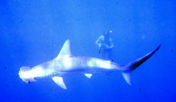 Don Nelson with a scalloped hammerhead