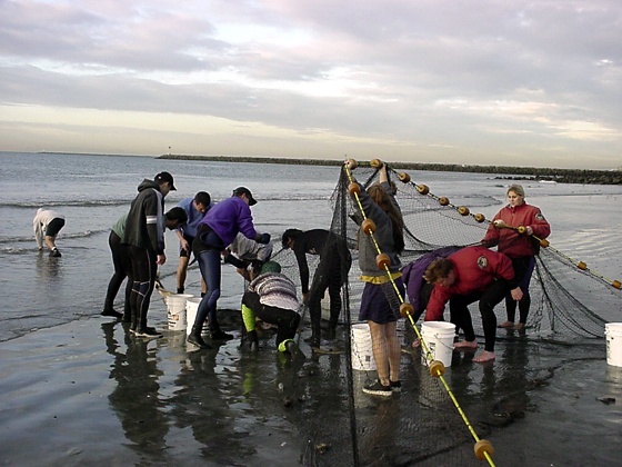 beach seine for round stingrays