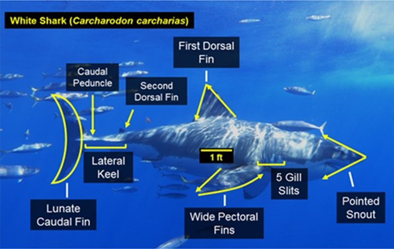 fins and gills of a white shark (Carcharodon carcharias)
