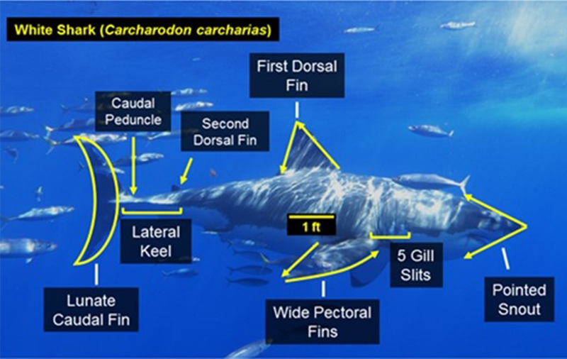 shark_anatomy_labelled.png fins and gills of a white shark (Carcharodon carcharias)