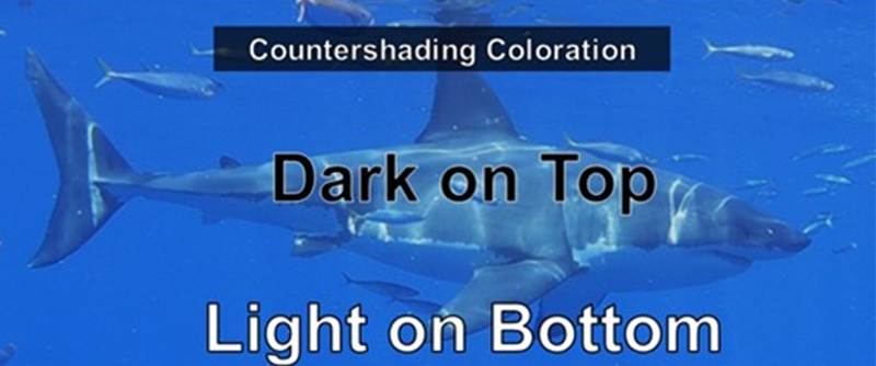Juvenile White Shark Behavior and Biology | Shark Lab | California
