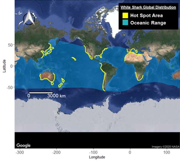 white shark global distribution 