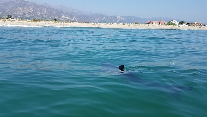 Juvenile white swimming at the surface (finning)