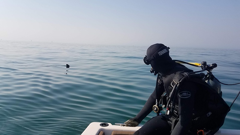 Shark lab diver looking a shark swimming at the surface 