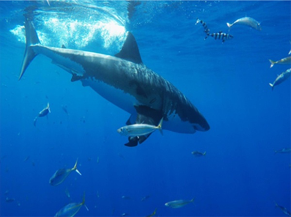 Heavy Rope Bundle SHARK Get Strong: Baby & Great White Shark