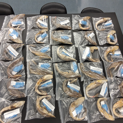 shark_kits.png shark lab kits