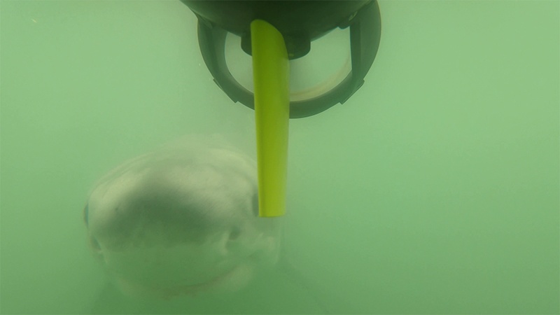 Juvenile white shark swimming near the AUV