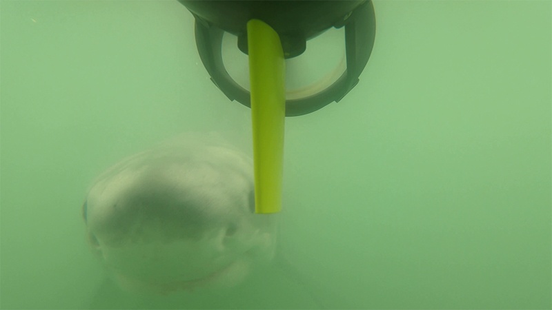 shark_near_auv.jpg Juvenile white shark swimming near the AUV