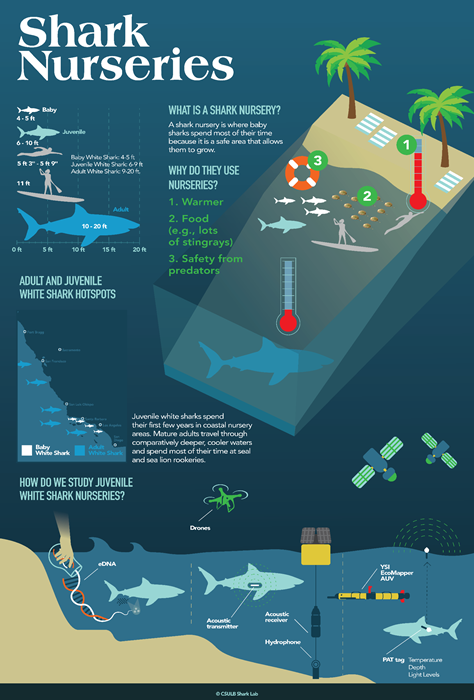 shark_nursery_infographic.png Juvenile white shark nurseries requirements and technology u