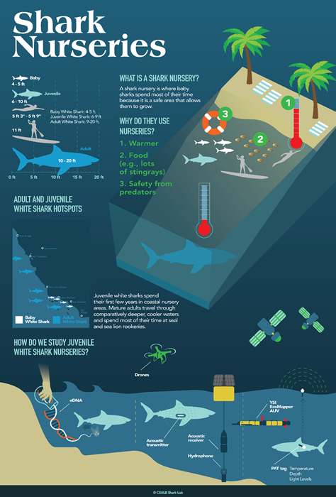 Juvenile white shark nurseries requirements and technology u