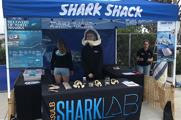 shark shack