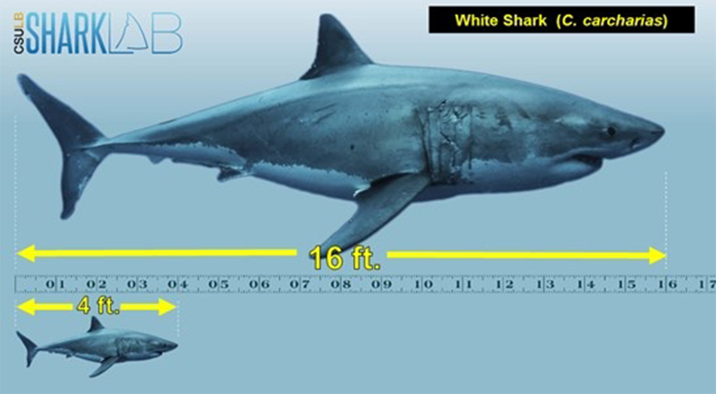Size comparison between female adult white shark and its pup