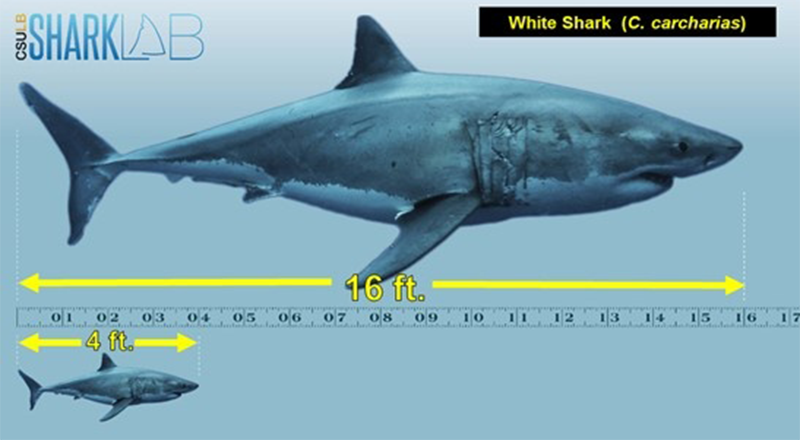 Sharks, size small, Waterline
