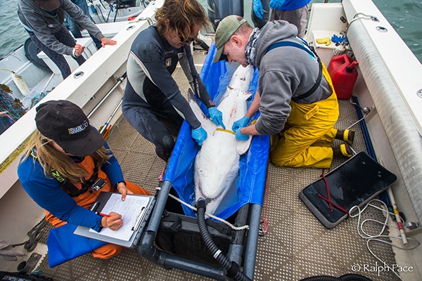 shark_tag_surgery.jpg surgery on a shark to implant tag