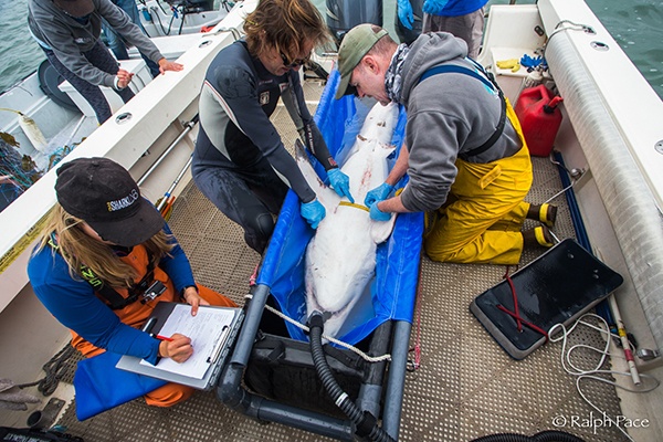 surgery on a shark to implant tag