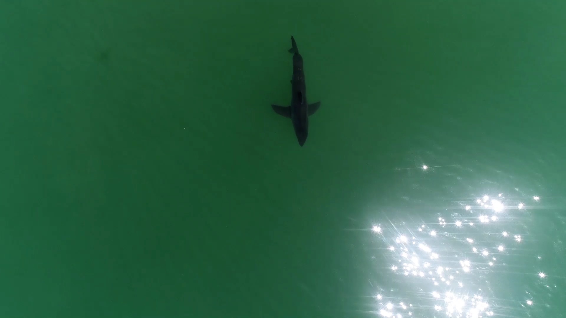 Drone footage of sharks interacting with swimmers and surfers