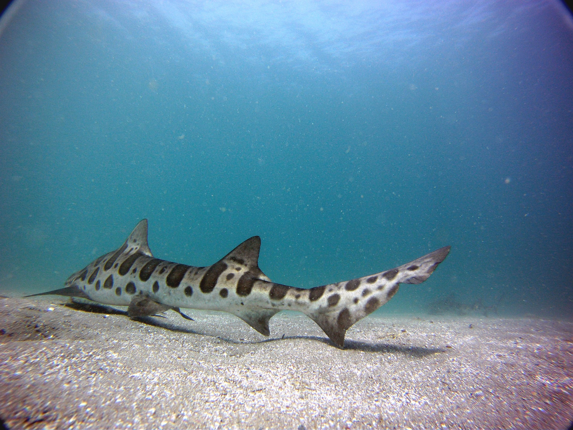 leopard shark