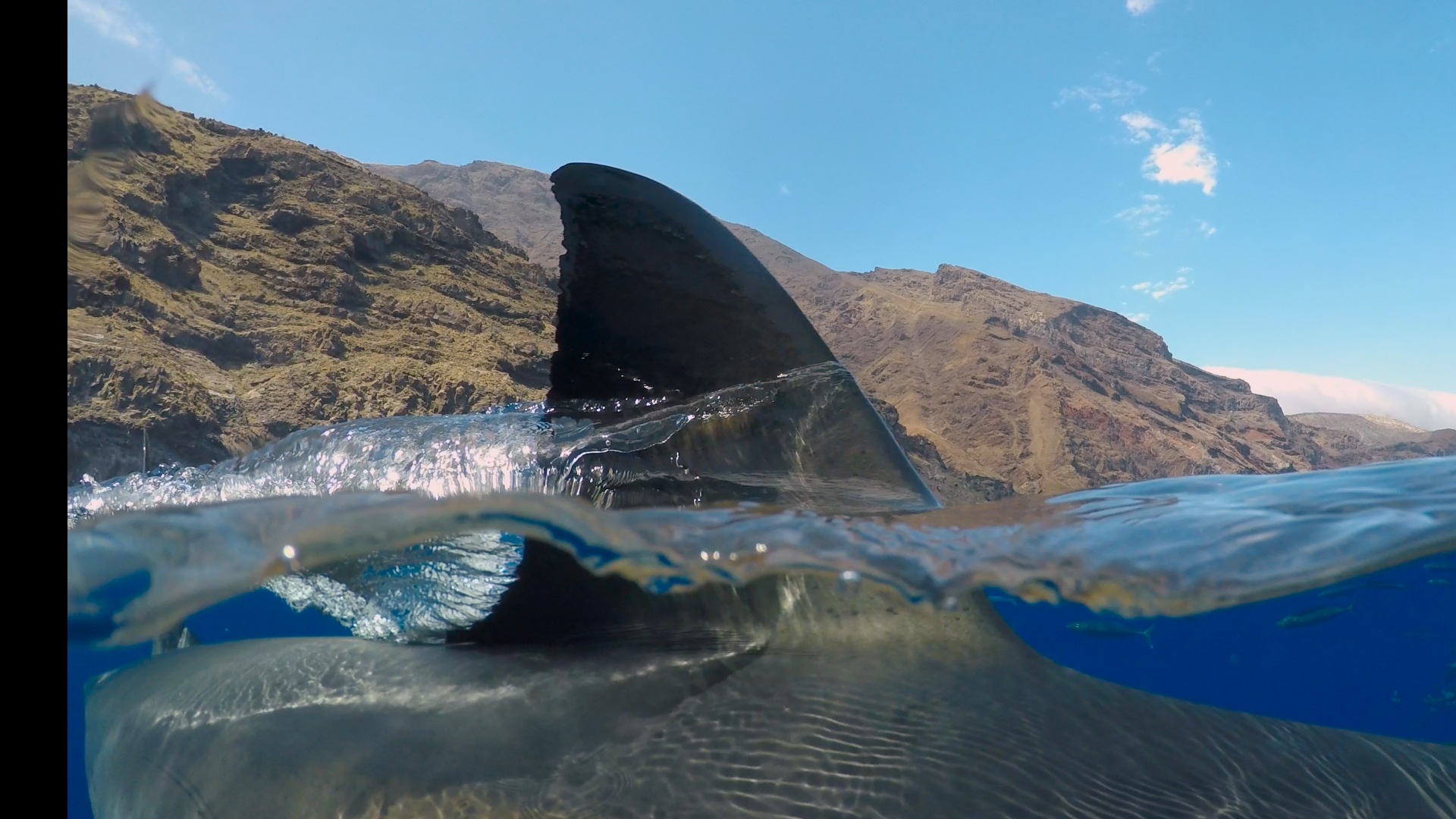 shark fin sticking out of water