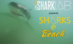 sharks-at-the-beach