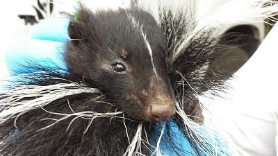 Baby skunk face