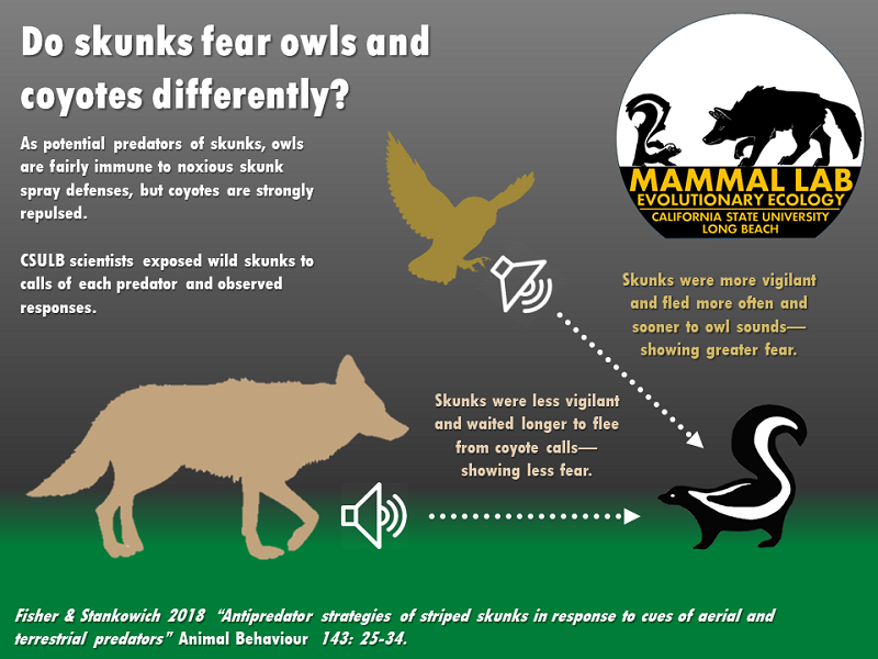 Do skunks fear owls and coyotes differently? Description imm