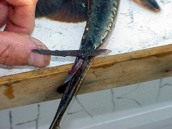 barb of stingray on the tail