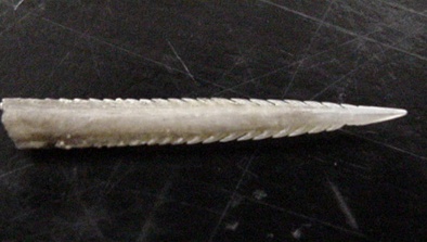 stingray-barb.jpg stingray barb off of tail