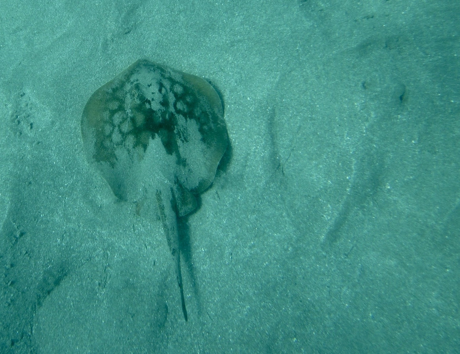 a buried and unburied stingray in clear water