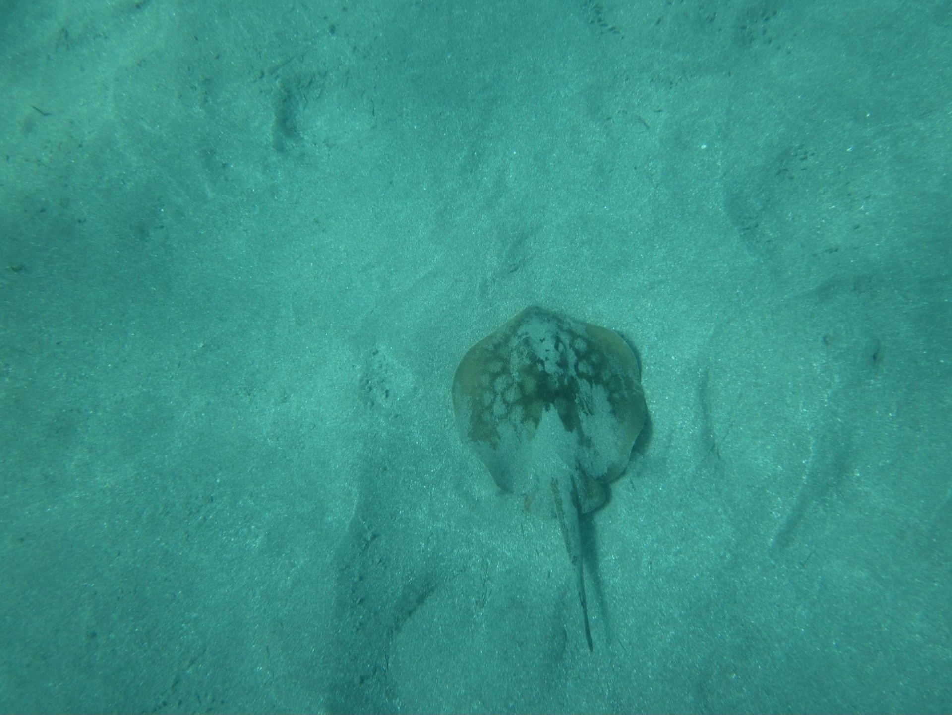 top view of a stingray