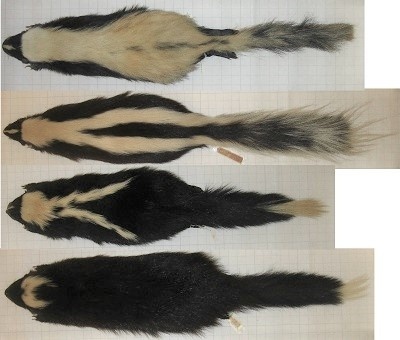 Four skunk skins with different stripe patterns