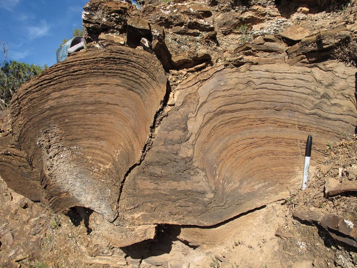 stromatolite.jpg Large stromatolites in Australia