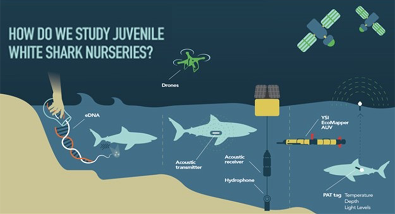 Techonolgy used to study juvenile white shark nursery areas