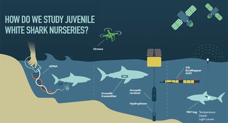 studying_juvenile_shark_nurseries.png Techonolgy used to study juvenile white shark nursery areas
