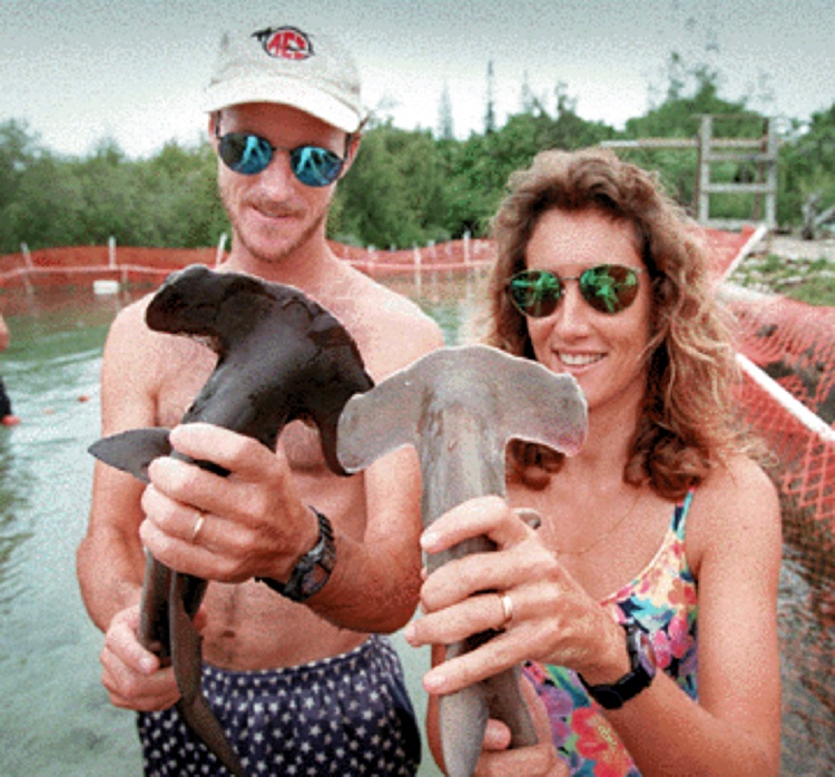 Fig. 1. Dr. Lowe holding a dark colored juvenile hammerhead 