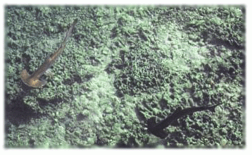 suntanningsharks02.gif Fig. 2. two juvenile scalloped hammerhead sharks swimming in