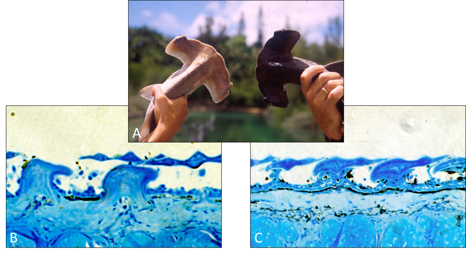 suntanningsharks03.png Fig. 3. A) two scalloped hammerhead sharks are held up side